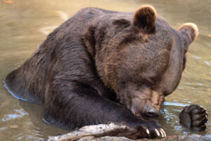 head of brown bear above the water
