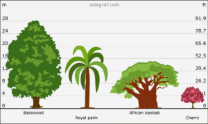 Tree Size Comparison Tool | Size Graf